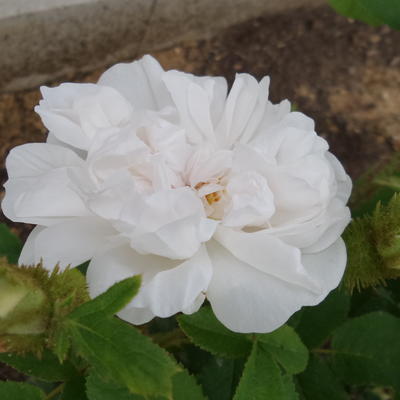 Rosa 'Comtesse de Murinais'  - 