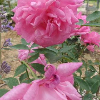 Rosa 'Reine Victoria'