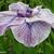 Iris ensata 'Caprician Butterfly'