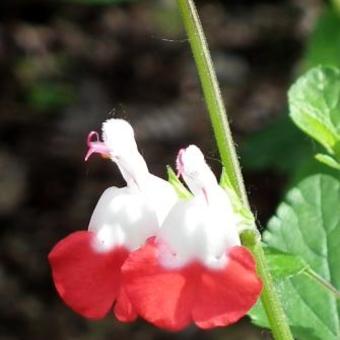 Salvia x jamensis 'Hot Lips'