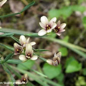 Sisyrinchium 'Quaint and Queer'