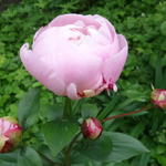 Paeonia lactiflora ‘Sorbet’ - 