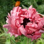 Papaver orientale 'Raspberry Queen' - 