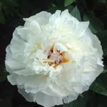 Paeonia officinalis 'Alba Plena' - 