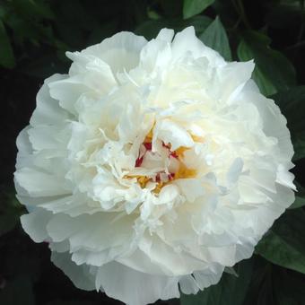 Paeonia officinalis 'Alba Plena'