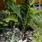 Trachycarpus sp. 'Manipur'  - 