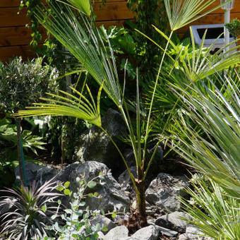 Trachycarpus sp. 'Manipur'