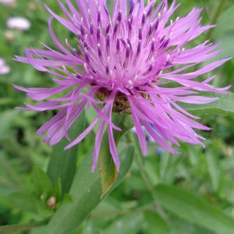 Centaurea jacea