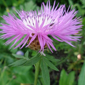 Centaurea dealbata