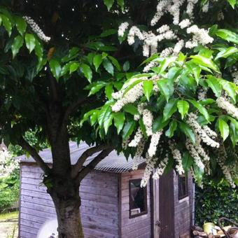 Prunus lusitanica