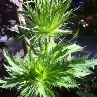 Eryngium alpinum