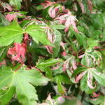 Acer palmatum 'Oridono nishiki' - 