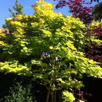 Acer shirasawanum 'Aureum'