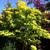 Acer shirasawanum 'Aureum'