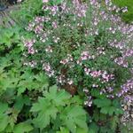 Diascia lilacina 'Lilac Belle' - 