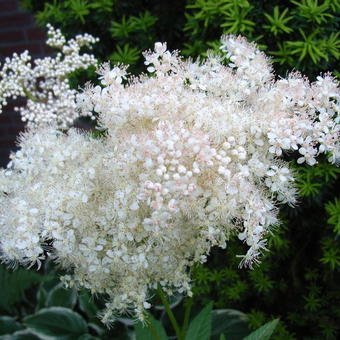 Filipendula glaberrima