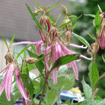 Campanula punctata 'Pink Octopus'