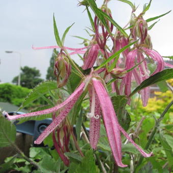 Campanula punctata 'Pink Octopus'