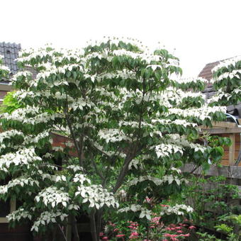 Cornus kousa var. chinensis