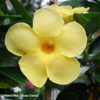 Mandevilla DIAMANTINA 'Opale Citrine'