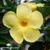 Mandevilla DIAMANTINA 'Opale Citrine'