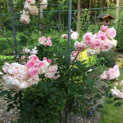 Rosa 'Felicia' - 