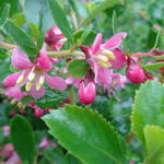 Escallonia 'Dart's Rosyred' - Escallonia 'Dart's Rosyred'