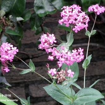 Silene armeria