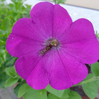 Petunia pendula