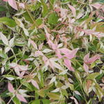 Nandina domestica ‘Twilight’ - 