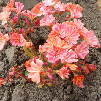 Lewisia cotyledon