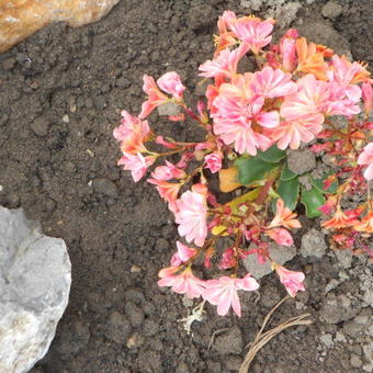 Lewisia cotyledon