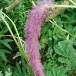 Sanguisorba hakusanensis 'Lilac Squirrel' - 