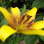 Lilium candidum 'Lionheart' - 