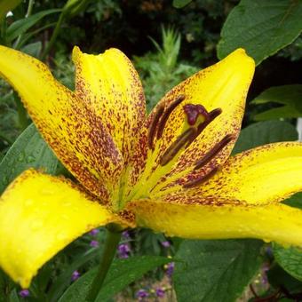 Lilium candidum 'Lionheart'