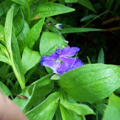 Tradescantia andersoniana 'J.C. Weguelin' - 