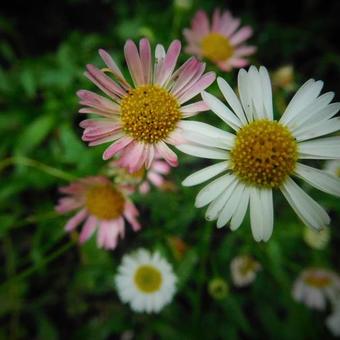 Erigeron karvinskianus