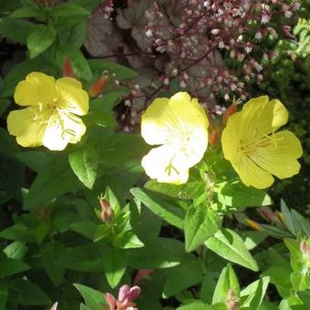 Oenothera tetragona