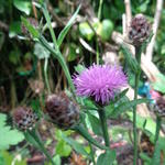 Centaurea nigra - 