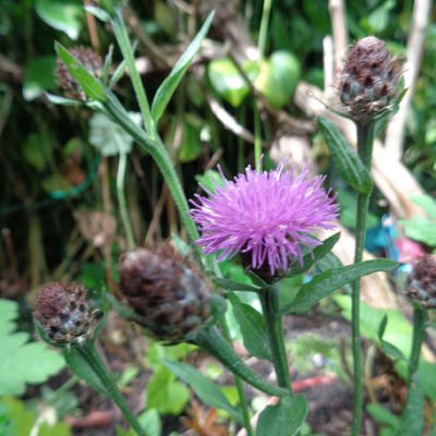 Centaurea nigra - Schwarze Flockenblume - Centaurea nigra