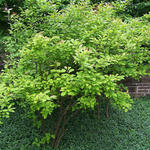 Ilex verticillata - 