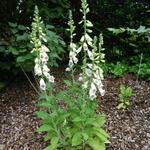 Digitalis purpurea 'Dalmatian White' - 