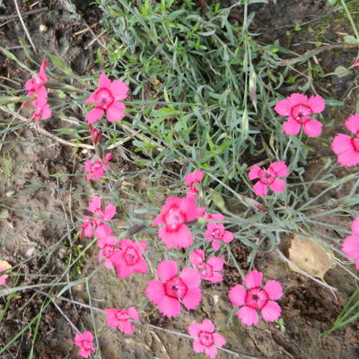 Dianthus deltoides 'Brilliant'