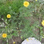 Anthemis tinctoria - Anthémis des teinturiers - Anthemis tinctoria