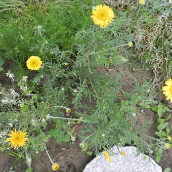 Anthemis tinctoria