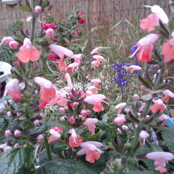 Salvia coccinea 'Summer Jewel Pink'