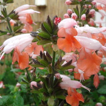 Salvia coccinea 'Summer Jewel Pink'