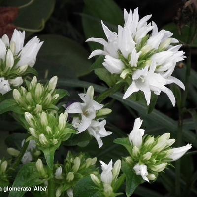 Campanula glomerata 'Alba' - Campanula glomerata 'Alba'