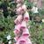 Digitalis x mertonensis