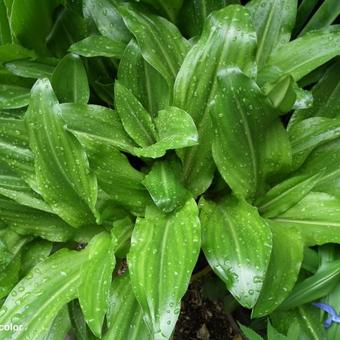 Eucomis bicolor